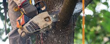 Best Tree Disease Treatment  in Woodacre, CA