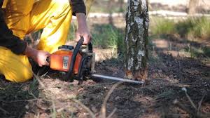 Best Tree Health Inspection  in Woodacre, CA