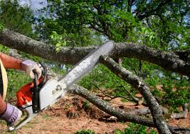 Lawn Renovation and Restoration in Woodacre, CA