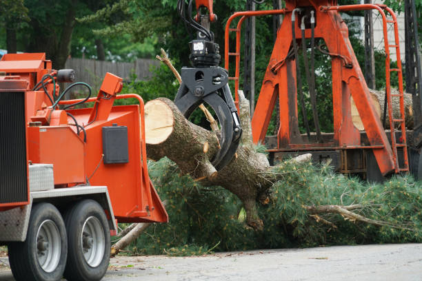 Best Tree Mulching  in Woodacre, CA